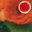 Bild von Begonia knol P12 tub. Orange